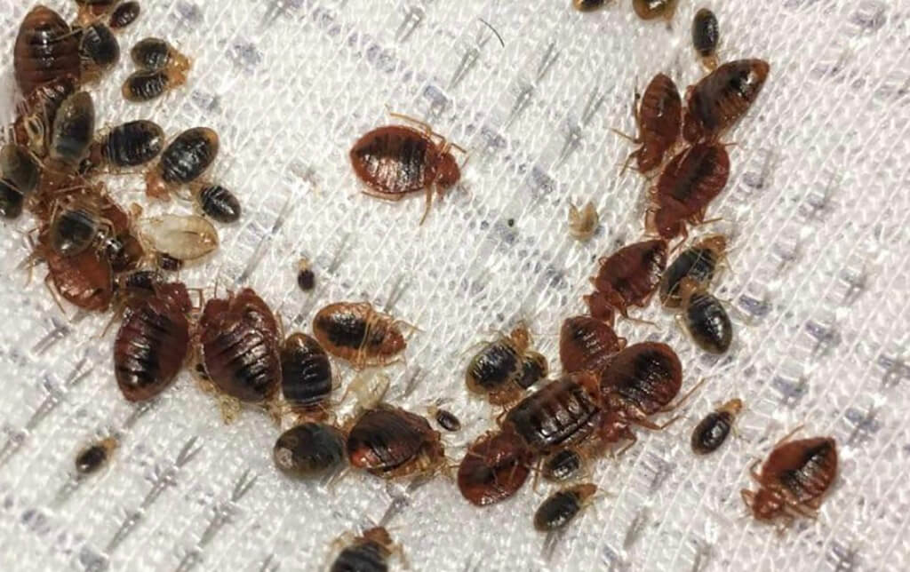 How to remove bed bugs in your mattress?